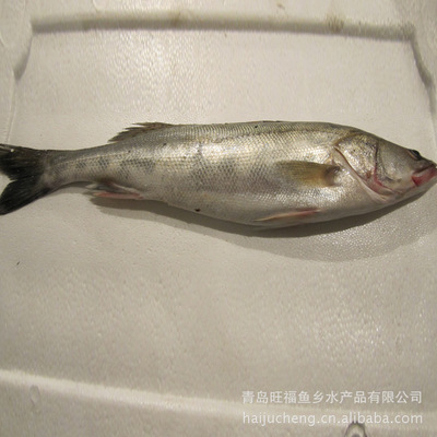 【供應鱸魚/鮮活魚類/水產魚類/魚類批發/冷藏魚類【圖】】價格,廠家,圖片,鮮活/冷凍水產,青島旺福魚鄉水產品-